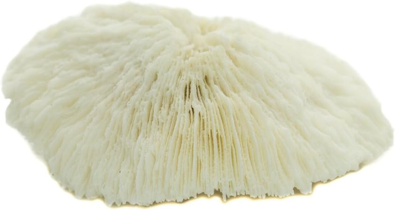 Mushroom Sea Coral | White Real Mushroom Coral 3”-4” (1 Piece) | Aquarium Ornament for Decoration